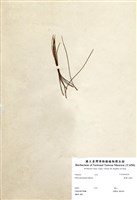 藏品(臺灣二葉松)的圖片